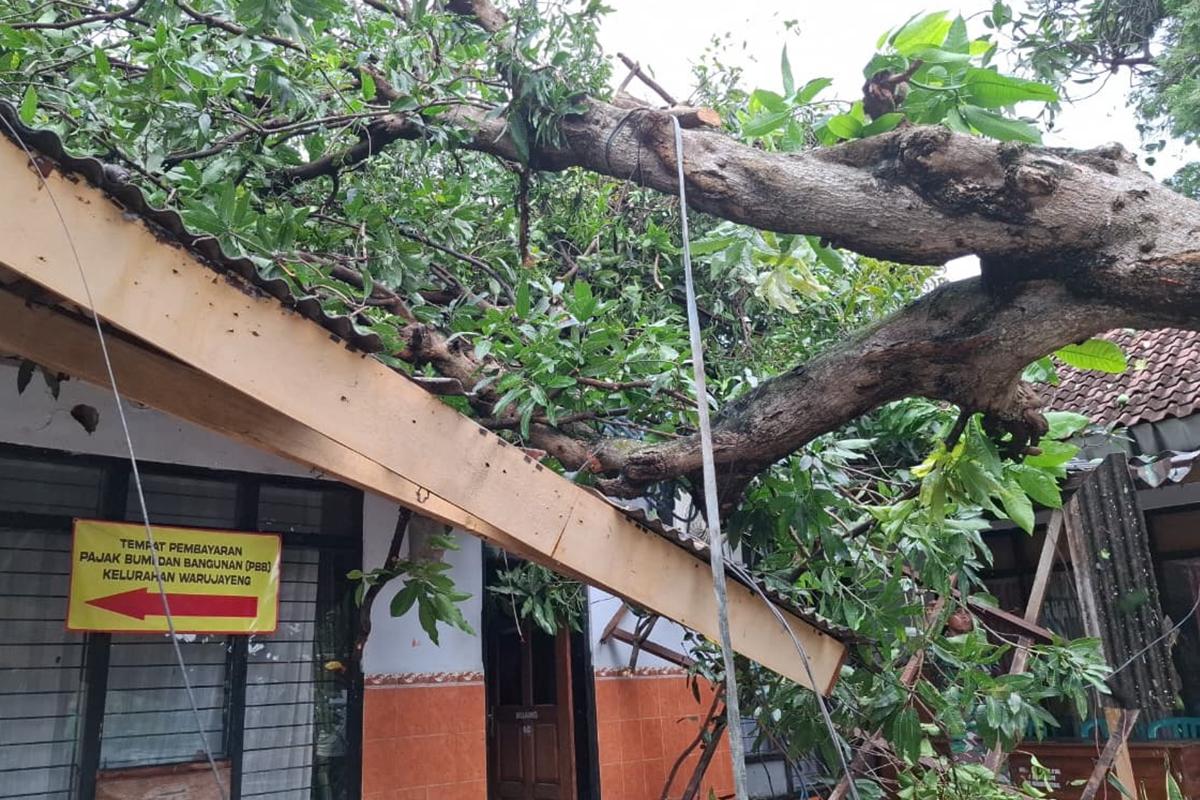 POHON-TUMBANG-Hujan-deras-dan-angin-kencang-melanda-sejumlah-ka.jpg