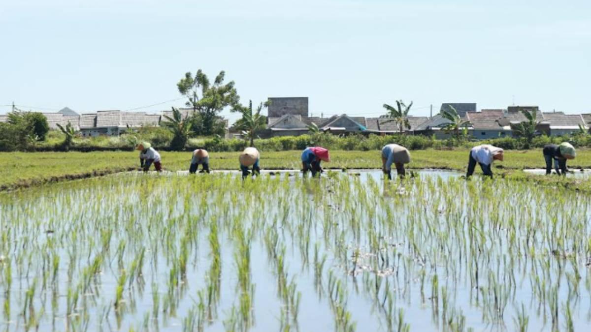 Pada-triwulan-pertama-penyaluran-pupuk-subsidi-sudah-mencapai-30-persen.jpg