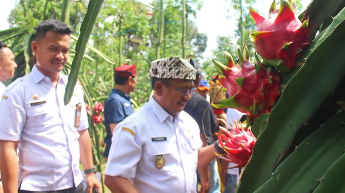 Panen-buah-naga-di-Kabupaten-Banyuwangi.jpg