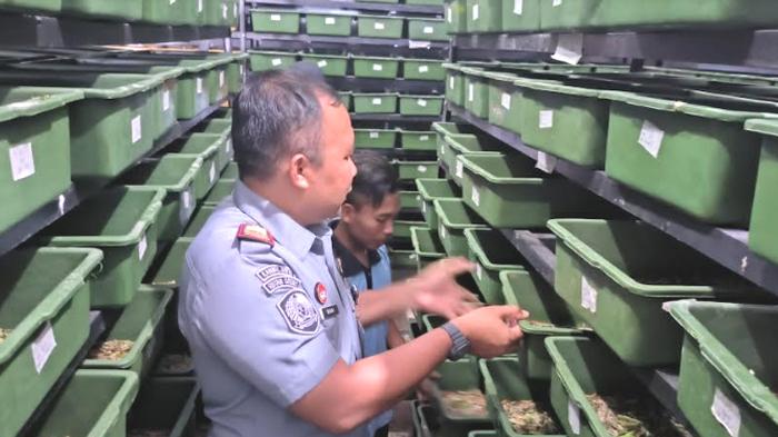 Rutan Gresik Panen Perdana Ulat Jerman, Bidik Potensi Ekspor