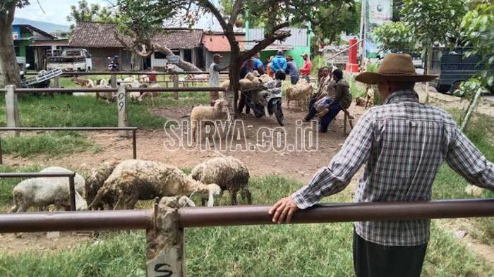 Pasar Hewan Kota Batu Ditutup Sementara, Pedagang Utarakan Kekecewaannya