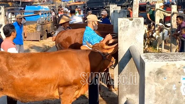 541 Sapi Terinfeksi PMK di Kabupaten Trenggalek dan 11 Ekor Mati, Vaksin Masih Kosong