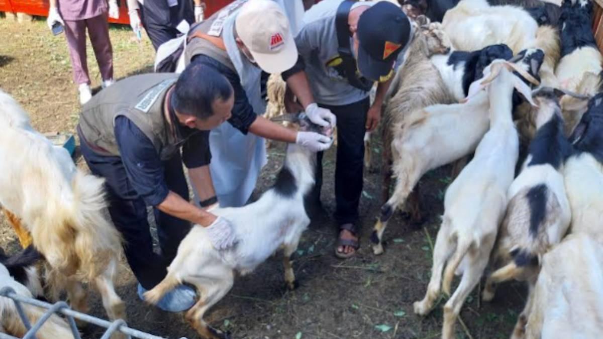 Hewan Kurban di Lapak Pedagang Banyuwangi Diperiksa Jelang Idul Adha 2026