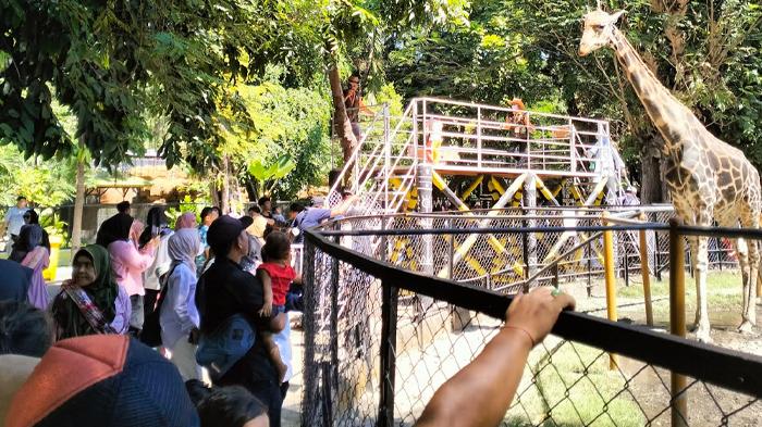 Berlibur saat Peringatan HUT Kemerdekaan RI, KBS Beri Diskon Menarik, Tiket Masuk Tinggal Segini