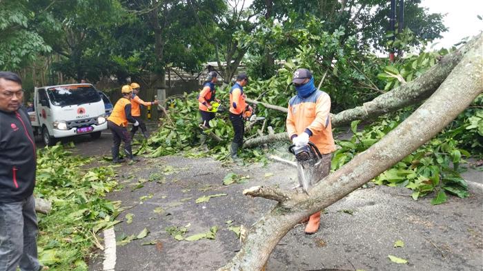 Sembilan Pohon Tumbang di Kota Batu, Sebabkan 5 Orang Luka