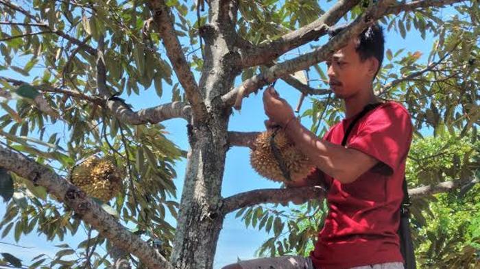 Angkat Perekonomian, Warga Desa Segulung Kab Madiun Manfaatkan Panen Durian untuk Tarik Wisatawan