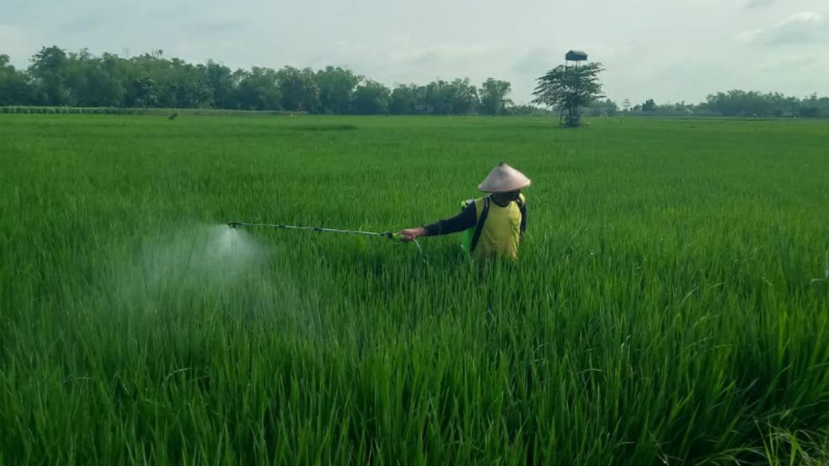 Penyakit Kresek yang Diwaspadai Petani di Plandaan Jombang, Daun Padi Menguning dan Kering