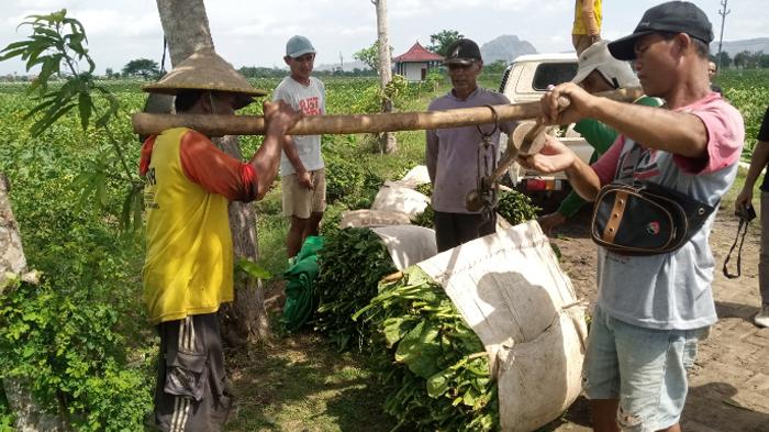 Petani-tembakau-di-Desa-Kendal-Kecamatan-Gondang-Tulungagung.jpg