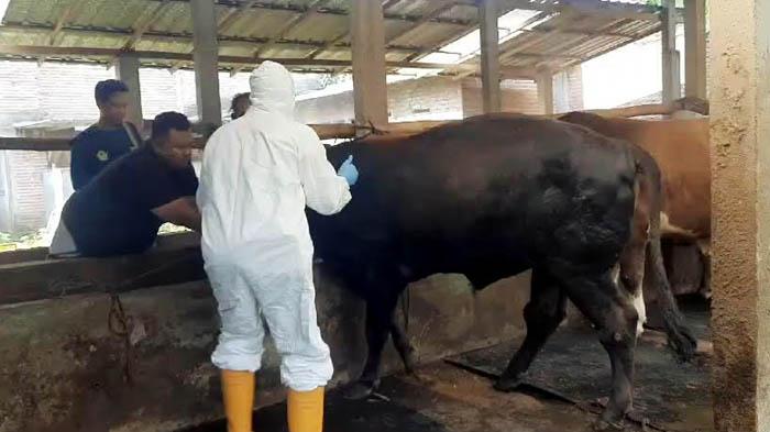 Petugas-DKPP-Kabupaten-Kediri-saat-melakukan-vaksinasi-PMK-hewan-ternak.jpg