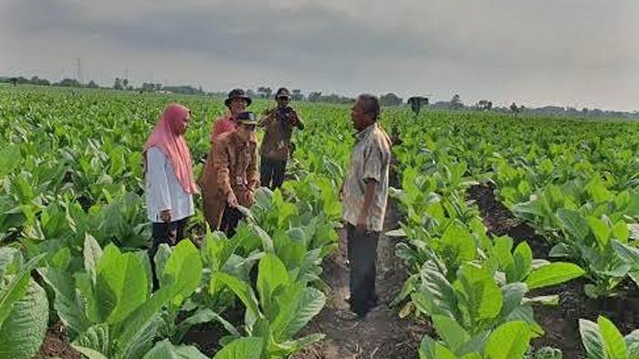 Petugas-Dinas-Pertanian-Kabupaten-Probolinggo-saat-mengecek-tembakau-petani.jpg