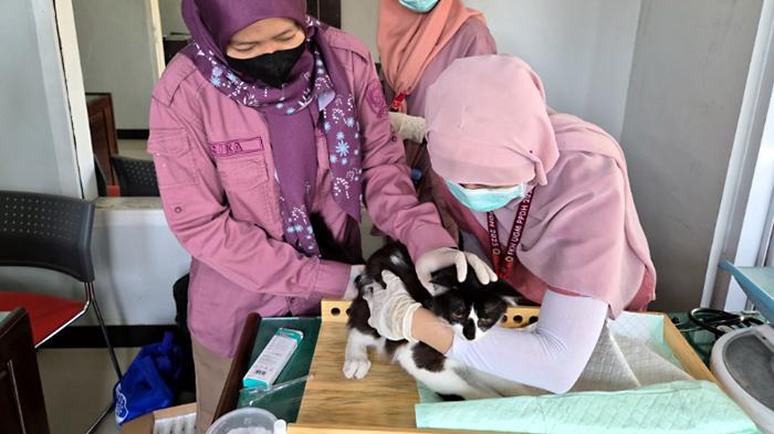 Petugas-Puskeswan-Kedungwaru-Disnak-Keswan-Tulungagung-vaksinasi-rabies-ke-seekor-kucing.jpg