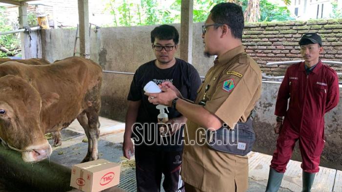 Ini Antisipasi Pemkot Malang Cegah Penularan PMK pada Ternak Sapi dan Kambing