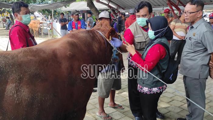 Kasus PMK di Kota Blitar Bertambah, Saat Ini Ada 24 Kasus dan 2 Ekor Sapi Mati
