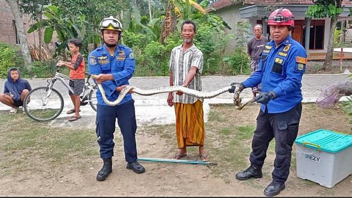 Petugas-mengevakuasi-ular-piton-dari-rumah-warga-Dusun-Kranding.jpg