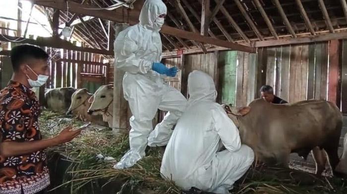 Petugas-saat-mengambil-sampel-dari-sapi-yang-terpapar-PMK.jpg