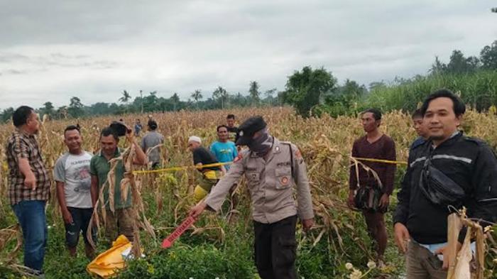 Mayat Misterius Ditemukan Membusuk di Areal Persawahan Wonosari Lumajang, Polisi Lakukan Autopsi