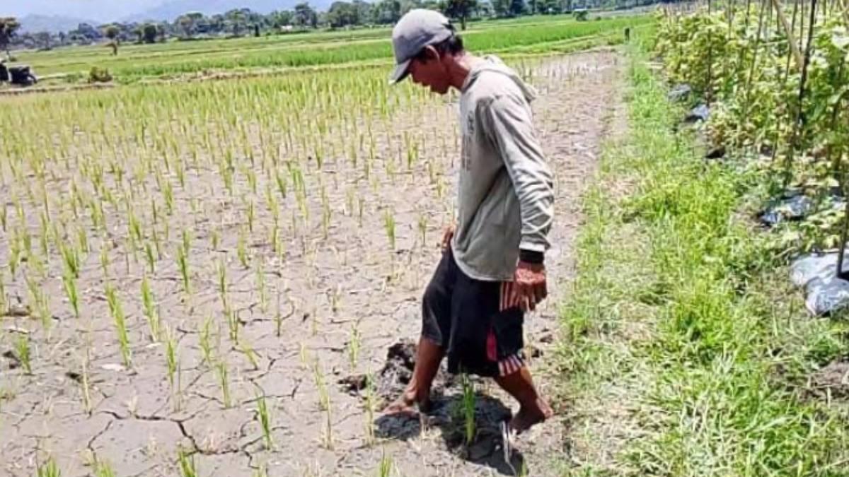 Puluhan Hektar Tanaman Padi di Desa Sruni Jember Diserang Tikus, Petani Khawatir Gagal Panen