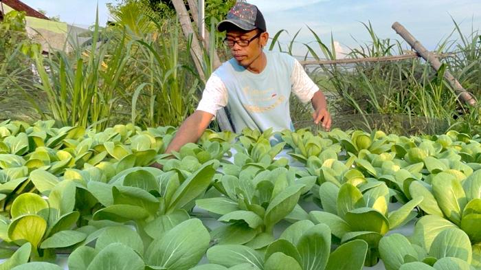 Dari Halaman Rumah, Petani di Jombang per Bulan Raup Jutaan Rupiah dari Usaha Pakcoi Hidroponik