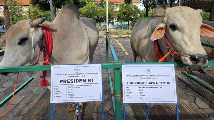 SAPI-KURBAN-PRESIDEN-Sapi-kurban-Presiden-Prabowo.jpg