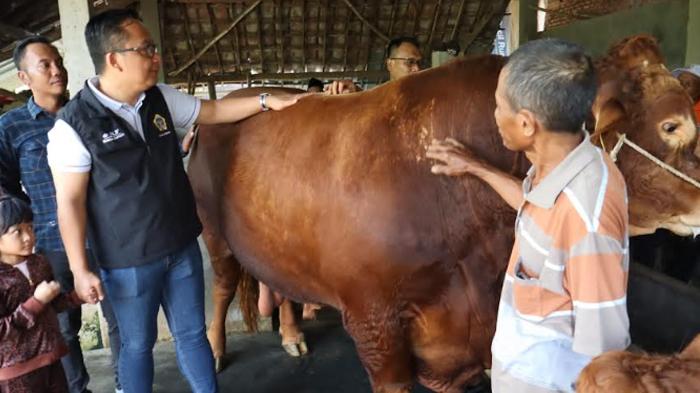 Hari Raya IdulAdha 1446 H, Presiden Prabowo Beli 2 Sapi Kurban dari Peternak di Wringinanom Gresik
