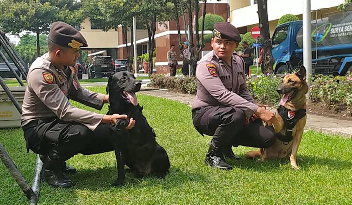 Mengenal Rico dan Java Anabul Pintar Unit Satwa Polda Jatim, Berjasa Bantu Pencarian Korban Bencana