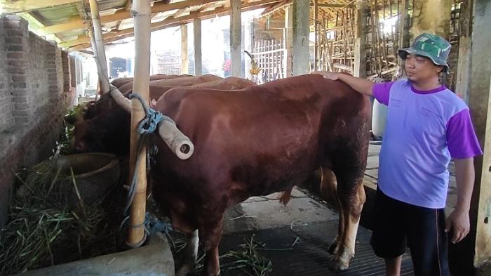 Minat Pembelian Hewan Kurban Idul Adha 2025 Turun 4 Persen, Stok Hewan Ternak di Trenggalek Surplus