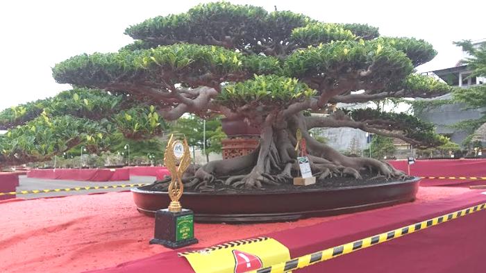 Salah-satu-bonsai-terbaik-yang-diikutkan-kontes-di-GOR-Lembupeteng-Tulungagung.jpg