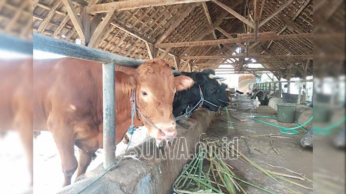 PMK Merebak di Kabupaten Jombang, Pemkab : Tak Ada Kompensasi Sapi Mati