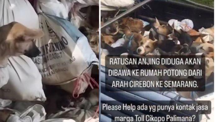 Sosok-Pemilik-Bisnis-Jual-Anjing-Ilegal-di-Jateng-Sudah-Berbisnis-10-Tahun-Ada-Hasil-Curian.jpg