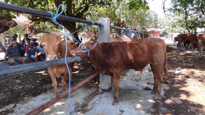 Suasana-Pasar-Sapi-Dimoro-Kota-Blitar-di-hari-pertama.jpg