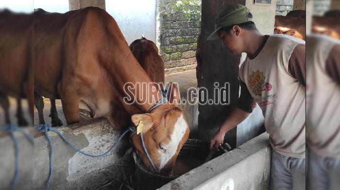 Cara Peternak Kota Blitar Cegah Sapi Tertular PMK, Beri Jamu Empon-empon 2 Kali Seminggu
