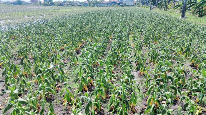400 Hektare Lahan Tembakau di Tulungagung Mati Gegara Hujan di Musim Kemarau, Kerugian Rp2 Miliar