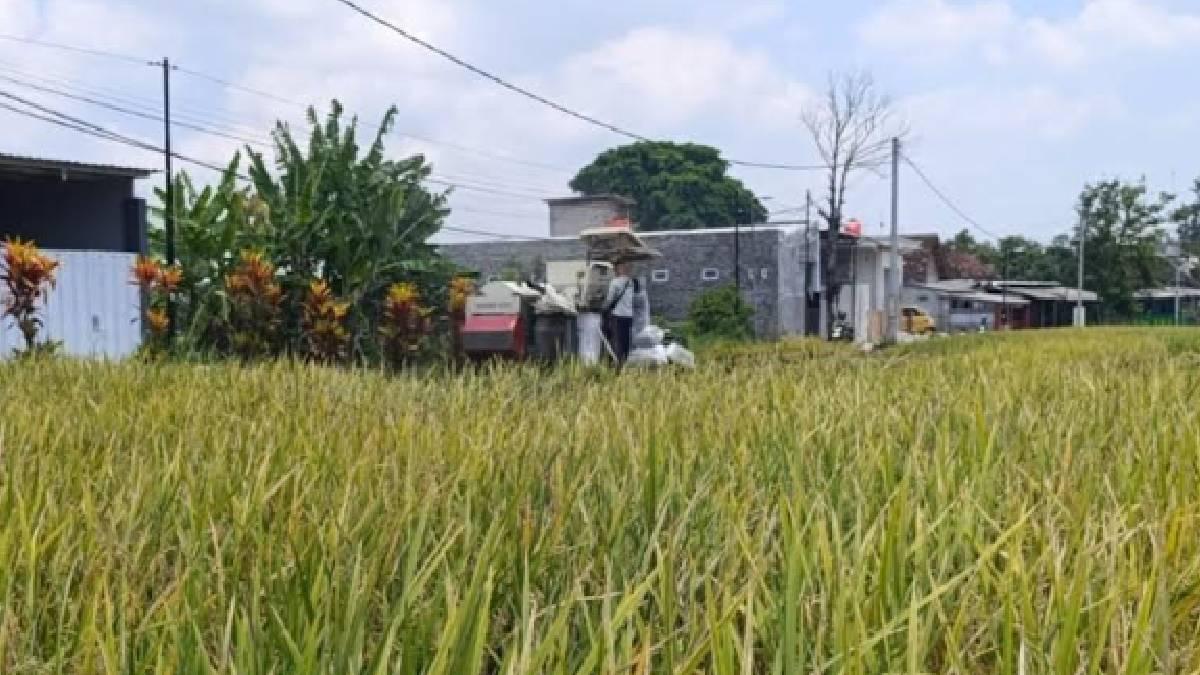 Tahun-ini-Kota-Blitar-mendapat-alokasi-39891-ton-pupuk-subsidi.jpg