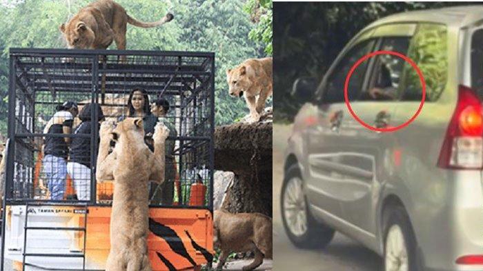 Terlanjur-Viral-Penumpang-Buka-Kaca-di-Area-Singa-Taman-Safari-Simak-Peraturannya-agar-Tak-Terulang.jpg
