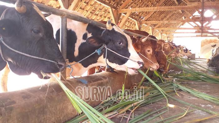 Ternak-Sapi-Milik-Peternak-di-Kabupaten-Jombang.jpg