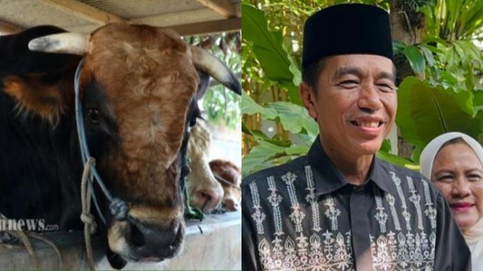 Terungkap-4-jenis-sapi-kurban-Presiden-Jokowi-yang-telah-melalui-seleksi-ketat.jpg