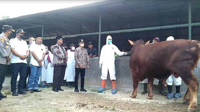 Seperti Covid-19, Vaksinasi Sapi di Bangkalan Dimulai Dosis 1-2 dan Booster, Sasar 100 Ekor per Hari