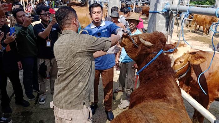 Wali-Kota-Blitar-Syauqul-Muhibbin-saat-sidak-hewan-kurban-di-Pasar-Dimoro.jpg