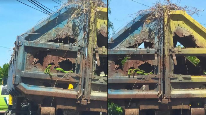 Video Viral Ular Muncul dari Belakang Truk Sampah yang Bolong di Gresik, Terekam Pengguna Jalan