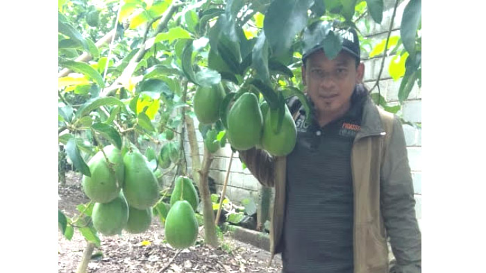 Kisah M Iskandar, Warga Blitar yang Budidayakan Alpukat Raksasa Beratnya Capai 2 Kg Per Buah