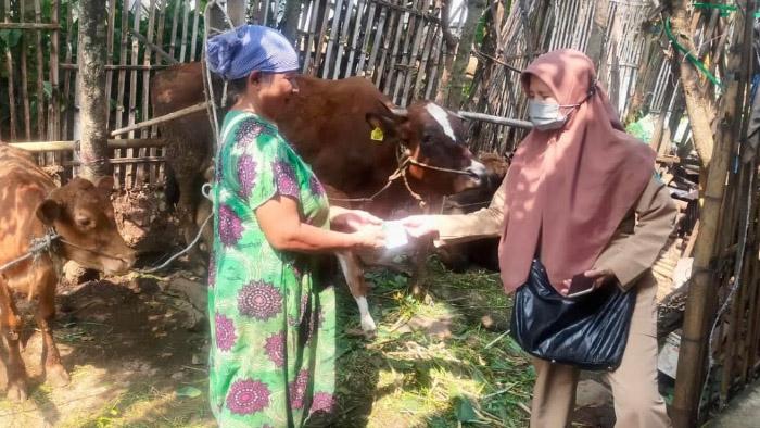 Pasuruan Siaga Wabah PMK Jilid II Lebih Ganas, 31 Sapi Hanya Sakit Panas dan Esoknya Sudah Mati