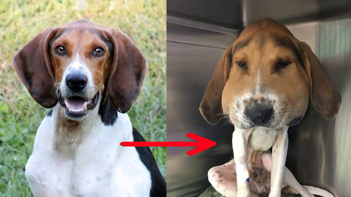 Kepala Anjing Membesar 3 Kali Lipat, Ini Penyebabnya