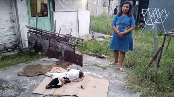 anjing-milik-mendiang-Djuwita-ikut-mati-menyusul-tuannya.jpg