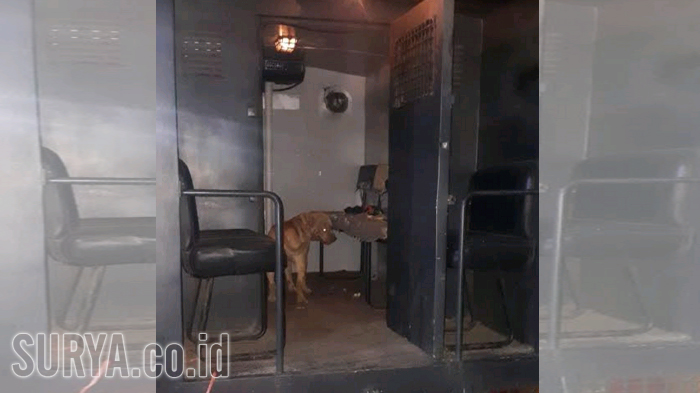 Anjing Pitbull Serang Pencari Kayu di Kediri Hingga Tewas. Kini Pemiliknya Jadi Tersangka