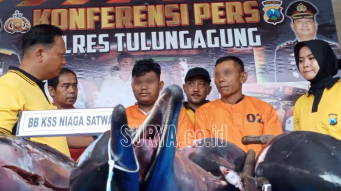 Pengakuan Nelayan Tulungagung yang Jual Lumba-Lumba, Tak Sengaja Tersangkut Jaring