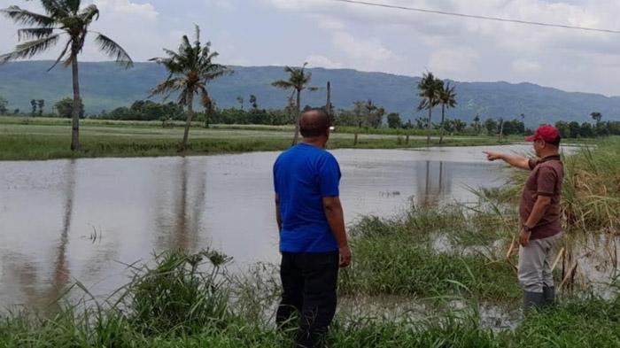 Genangan Banjir Ancam Panen Raya di Situbondo, Komisi II Desak Dispertan Bantu Kerugian Petani