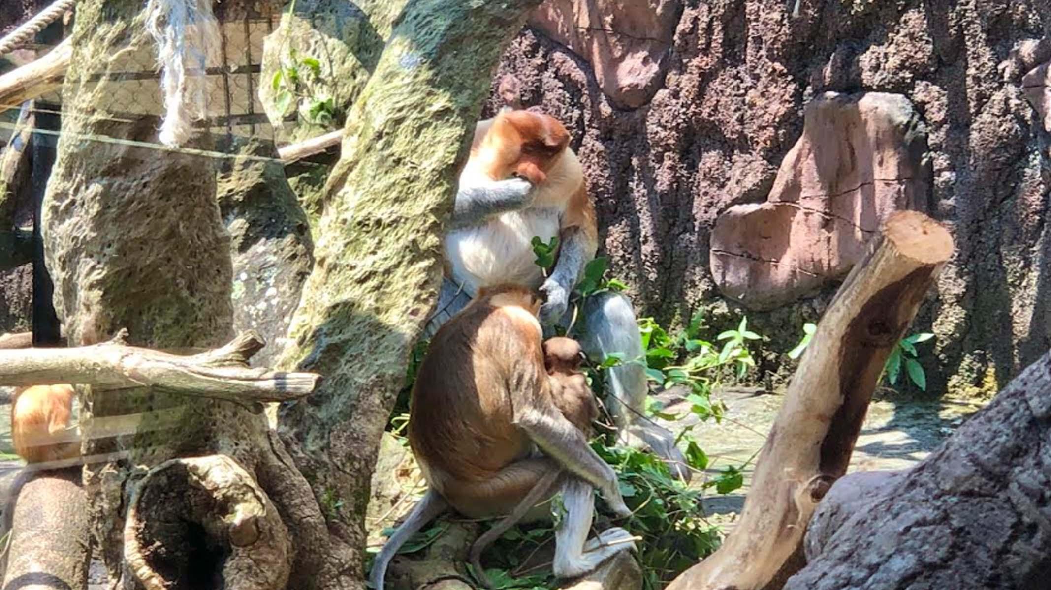 bayi-bekantan-Batu-secret-zoo.jpg