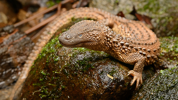 Nyanyian Biawak di Selangkangan Bikin Warga Jerman Tertangkap