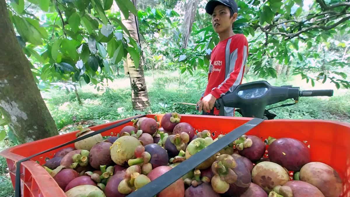buah-manggis-yang-dipanen-warga-Banyuwangi-Jatim.jpg
