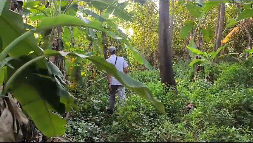 Bikin Resah, Serangan Kera Liar Serang Teror Warga Desa Klungkung Jember, 5 Orang Jadi Korban